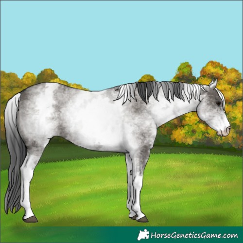 Horse Color:White Spotted Grullo 