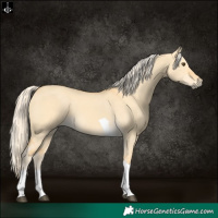 Horse Color:Palomino Dun Tobiano