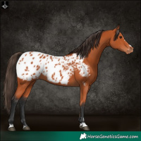 Horse Color:Bay Blanket 