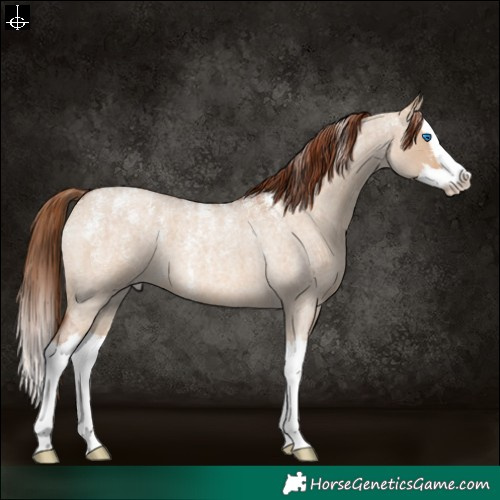 Horse Color:Powder White Red Dun Roan Splash 