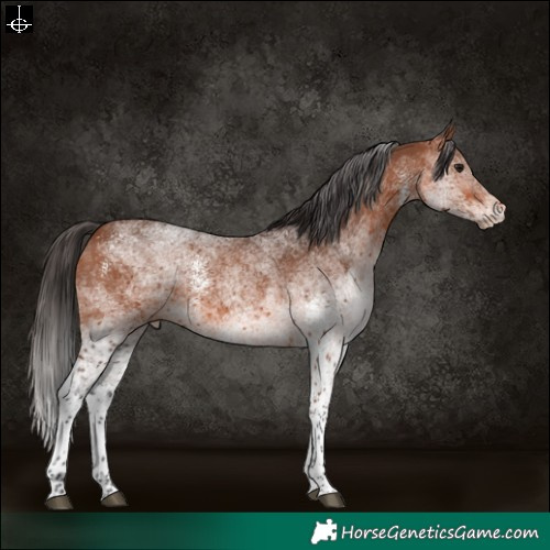 Horse Color:White Spotted Bay Tobiano 