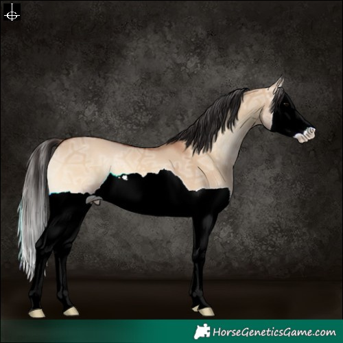 Horse Color:Bay Ice Onyx Splash 