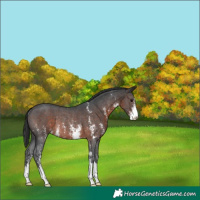 Horse Color:Brown Sabino Rabicano