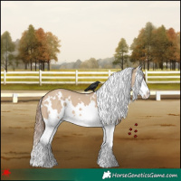 Horse Color:White Spotted Red Dun Splash