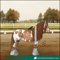 Horse Color:Gray White Spotted Chestnut Pearl 
