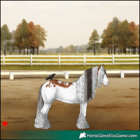 Horse Color:White Spotted Bay Splash 