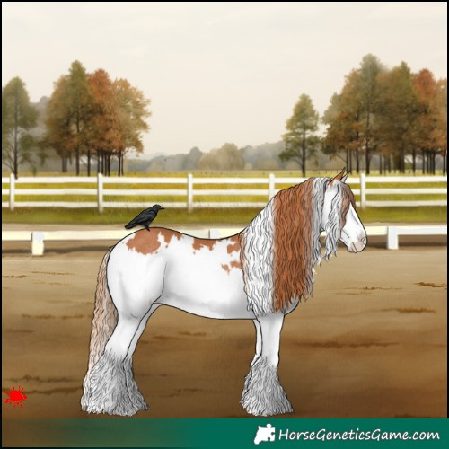 Horse Color:White Spotted Chestnut Splash Rabicano 