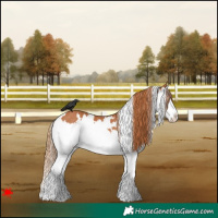 Horse Color:White Spotted Chestnut Splash Rabicano 