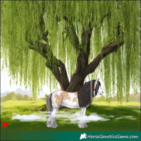 Horse Color:White Spotted Bay Dun Splash 