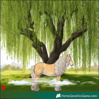 Horse Color:White Spotted Palomino Dun Rabicano