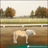 Horse Color:White Spotted Palomino Dun Rabicano 