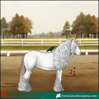 Horse Color:White Spotted Red Dun Sabino Appaloosa 