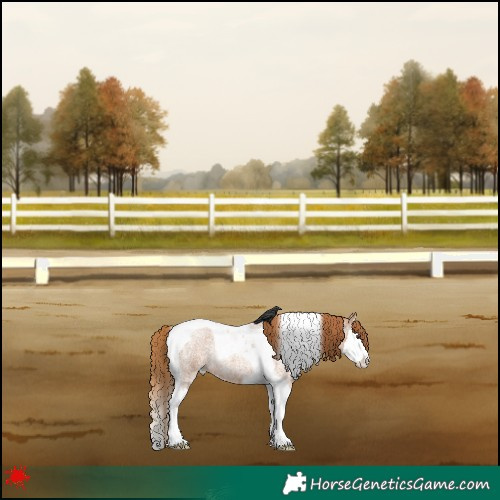 Horse Color:Red Roan Splash Tobiano