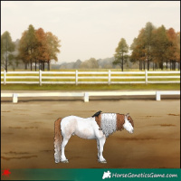 Horse Color:Red Roan Splash Tobiano 