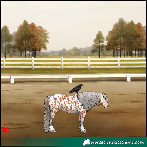 Horse Color:Bay Appaloosa 