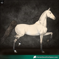 Horse Color:Buckskin Dun 