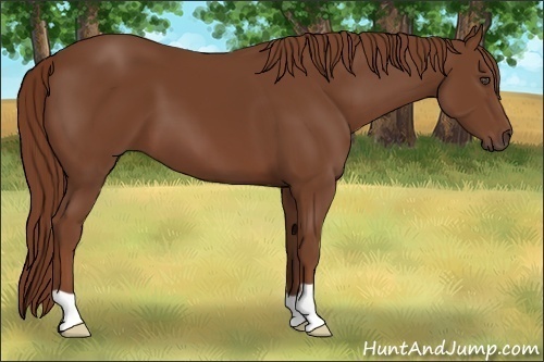 Horse Color:Chestnut 