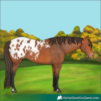 Horse Color:Bay Blanket 