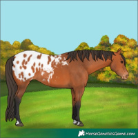 Horse Color:Bay Appaloosa 