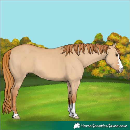 Horse Color:Red Dun 