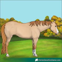 Horse Color:Red Dun
