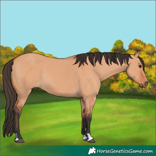 Horse Color:Bay Dun 