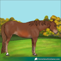 Horse Color:Chestnut 
