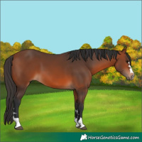 Horse Color:Bay 