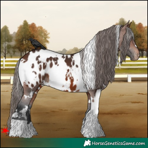 Horse Color:White Spotted Brown Appaloosa 