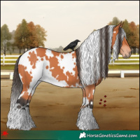 Horse Color:White Spotted Bay 