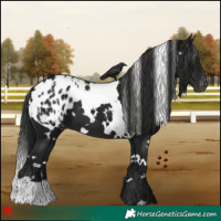 Horse Color:Gray White Spotted Black Appaloosa 