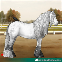 Horse Color:Gray White Spotted Black Appaloosa 