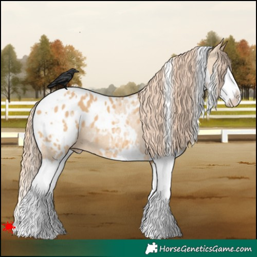 Horse Color:White Spotted Red Dun Splash Appaloosa 