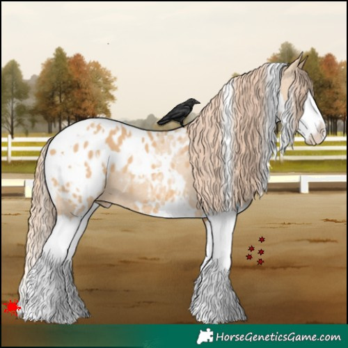 Horse Color:White Spotted Red Dun Splash Appaloosa 