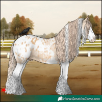 Horse Color:White Spotted Red Dun Splash Blanket 