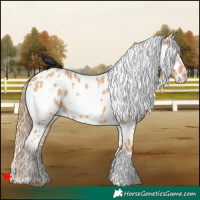 Horse Color:White Spotted Red Dun Appaloosa 