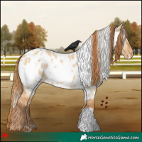 Horse Color:White Spotted Red Dun Appaloosa 