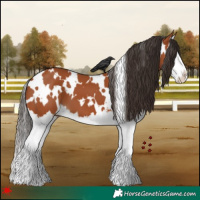 Horse Color:White Spotted Bay Splash 