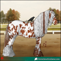 Horse Color:White Spotted Chestnut Appaloosa 