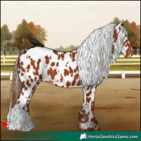 Horse Color:White Spotted Chestnut Leopard 