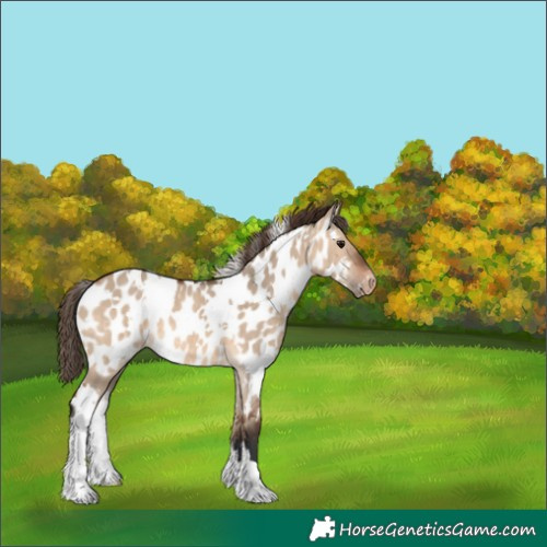 Horse Color:White Spotted Bay Dun Appaloosa 