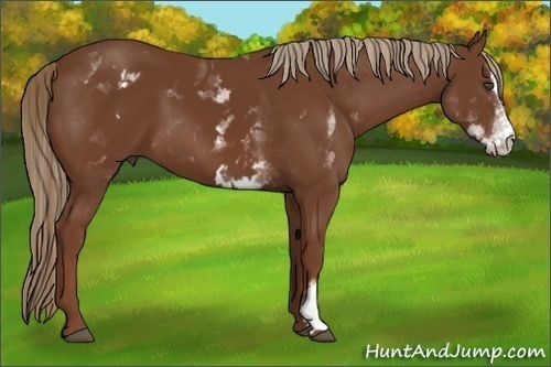 Horse Color:White Spotted Chestnut Sabino Frame 