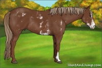 Horse Color:White Spotted Chestnut Sabino Frame