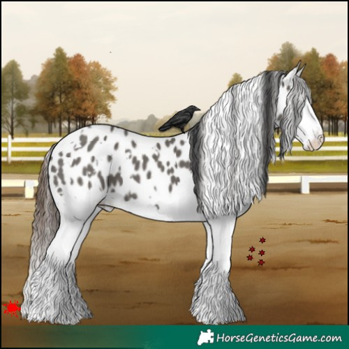 Horse Color:White Spotted Grullo Splash Appaloosa 