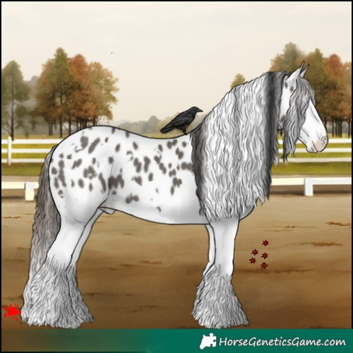 Horse Color:White Spotted Grullo Splash Appaloosa
