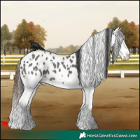 Horse Color:White Spotted Grullo Splash Appaloosa