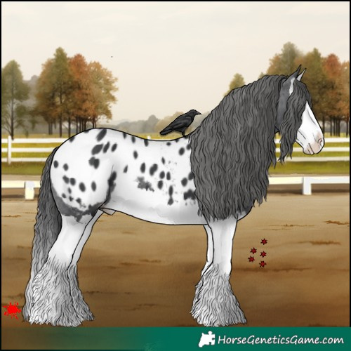 Horse Color:Black Splash Appaloosa