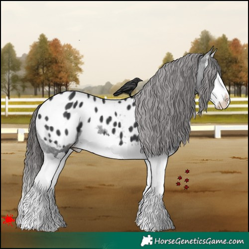 Horse Color:Black Splash Appaloosa 