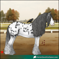 Horse Color:Black Splash Appaloosa 