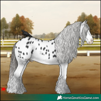 Horse Color:Black Splash Appaloosa 